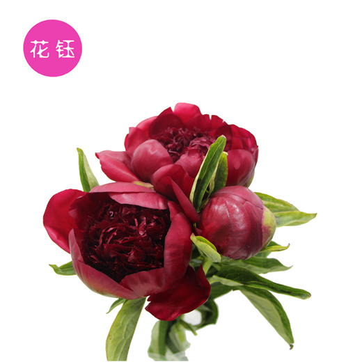 新鲜荷兰进口特别芍药暗红色红色魅力江浙沪皖顺丰包邮
