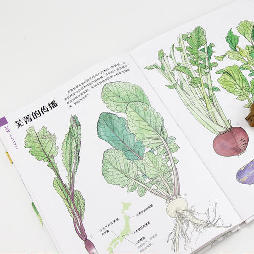 蔬菜的植物学 盛口满的手绘自然图鉴 日本童书研究会推荐儿童插图科普百科绘本书籍 商品图4