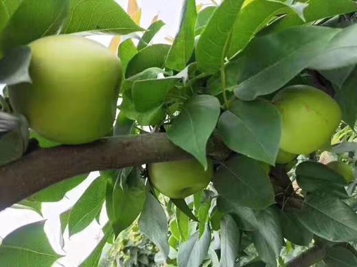 【千脆蜜梨】 生态种植，不套袋，削去果皮，晶莹如雪，甜度高，皮薄核小，清脆多汁！ 商品图2