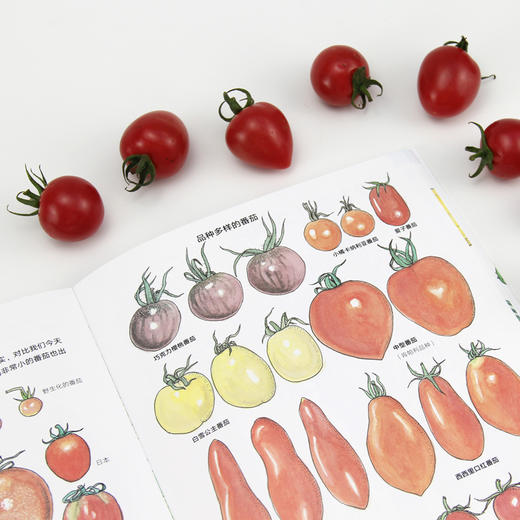 蔬菜的植物学 盛口满的手绘自然图鉴 日本童书研究会推荐儿童插图科普百科绘本书籍 商品图3