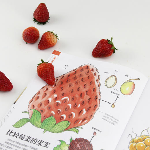 水果的秘密 盛口满的手绘自然图鉴 日本童书研究会推荐儿童插图科普百科绘本书籍 商品图2