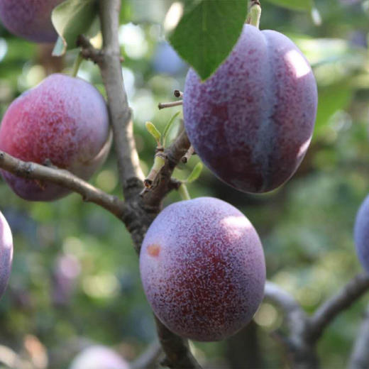 农场直发包邮山西衡荣有机西梅3斤