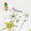 蔬菜的植物学 盛口满的手绘自然图鉴 日本童书研究会推荐儿童插图科普百科绘本书籍 商品缩略图2