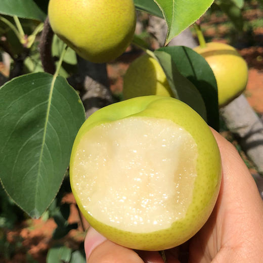 云南昆明 御品小蜜梨 口感细腻 脆甜可口 皮薄多汁