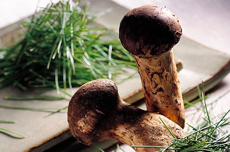 云南野生菌粉包