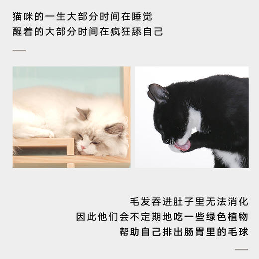 猫草盒装种植套装去毛球化毛猫草小麦种子猫咪零食猫咪盆栽 商品图2