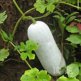 情圆小冬瓜|农场自产|适合清炒、煲汤的小冬瓜