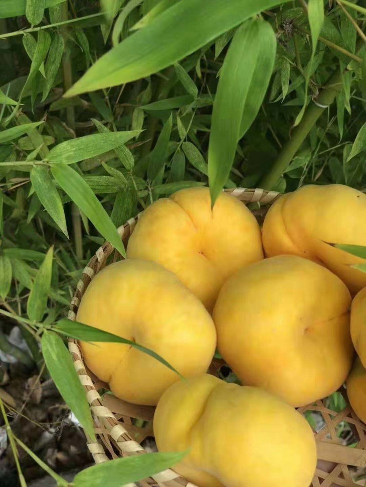 黄金蟠桃桃香浓郁清甜无渣略带果酸5斤装包邮广西