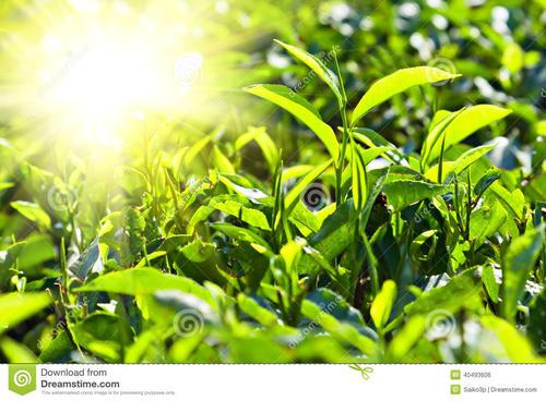 黄山迎客松 商品图0