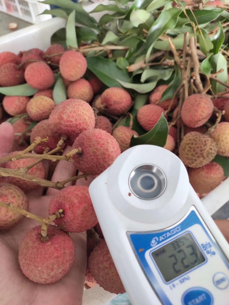 合江荔枝大红袍-5斤装川渝地区顺丰包邮