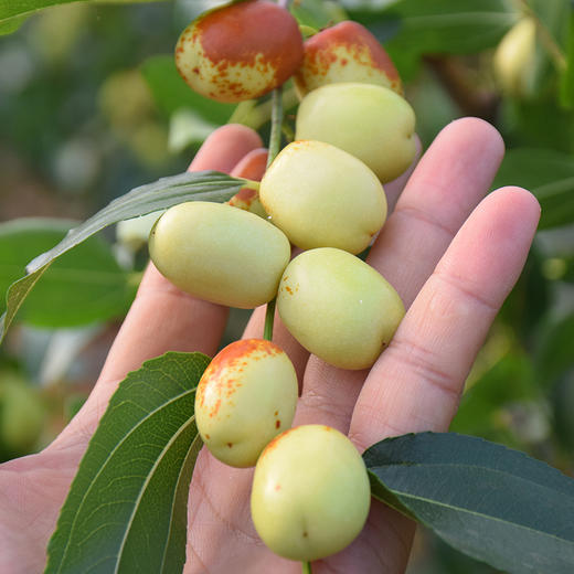 云南蒙自金丝蜜枣2斤3斤自然成熟大粒饱满清香扑鼻入口甜香