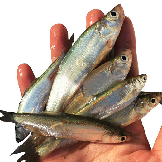 海南松涛水库上游捕捞无污染野生刀鱼 400g x 3包