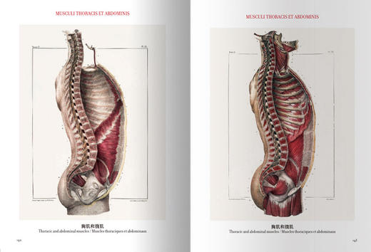 人体解剖图谱:汉英法拉对照 商品图3
