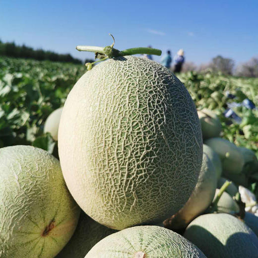 新疆哈密瓜新鲜水果包邮当季网纹瓜应季水果哈蜜瓜