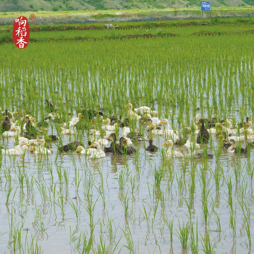 一年一季【2024龙年贺岁红新米上市啦】响稻香贡米20kg 响水石板米主产区鸭稻米 商品图2