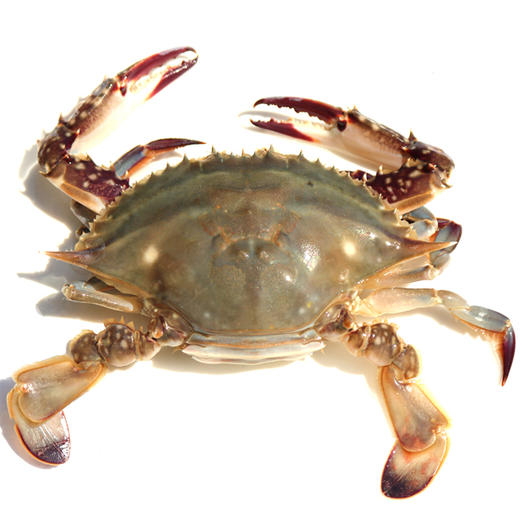冻白蟹4-6两/只 商品图2