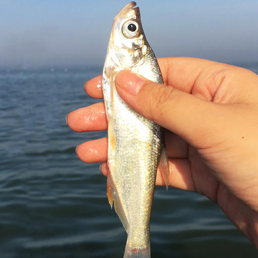 海南松涛水库上游捕捞无污染野生刀鱼 400g x 3包