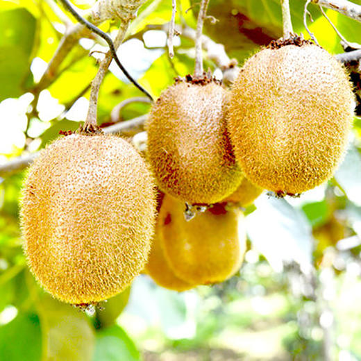 绿心猕猴桃500g 商品图2