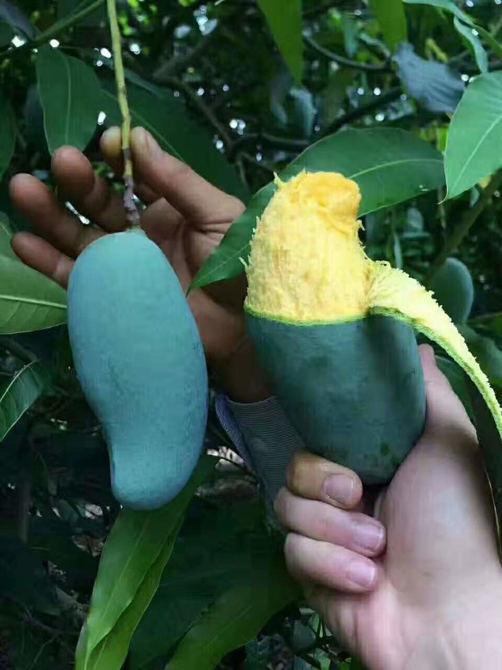 百色桂七水果精品香芒四溢唇齿留香广西特产大桂七中大桂七5斤10斤