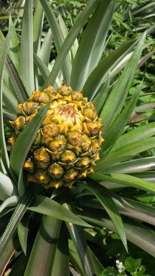 巴马兰庄园与萤火虫为伴的生态凤梨，2-3个装，香甜多汁，削皮即食。 商品图5