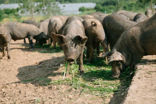 秦邦吉品 整头猪 商品图0
