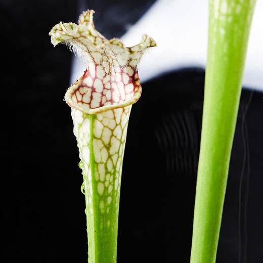 小瓶友白瓶子草02no061