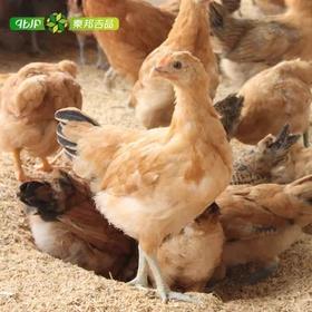 秦邦吉品有机小仔鸡4只