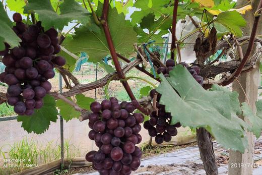 紫提葡萄礼盒装每盒净重3斤左右每天现采摘