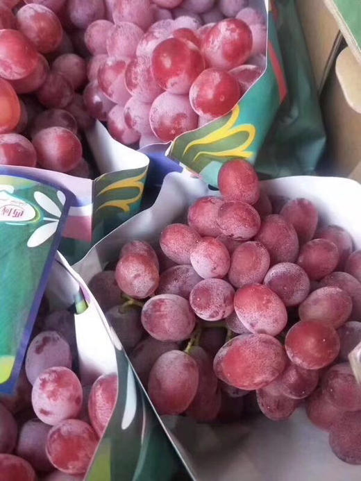 【宏丰精选】 西域香妃无籽奶提 口感纯甜 脆嫩 - 宏丰果业