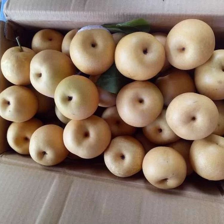 清香梨7斤/箱,12个/16个