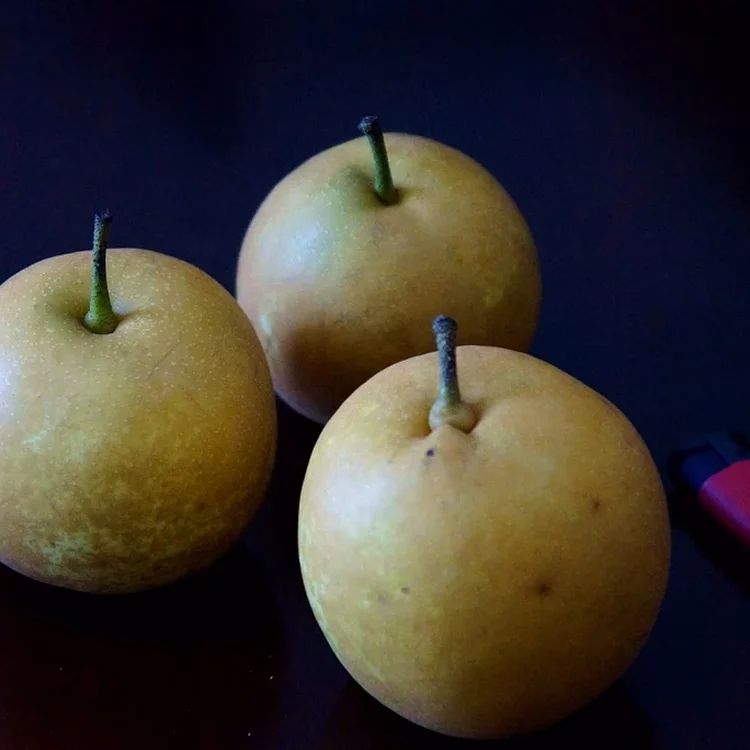 南阳早脆梨