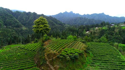 野乡风物 烛影摇 恋曲80 | 利川工夫红茶 （100克装） 商品图4