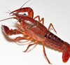 鲜活小龙虾 /斤 商品缩略图2