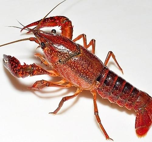 鲜活小龙虾 /斤 商品图2