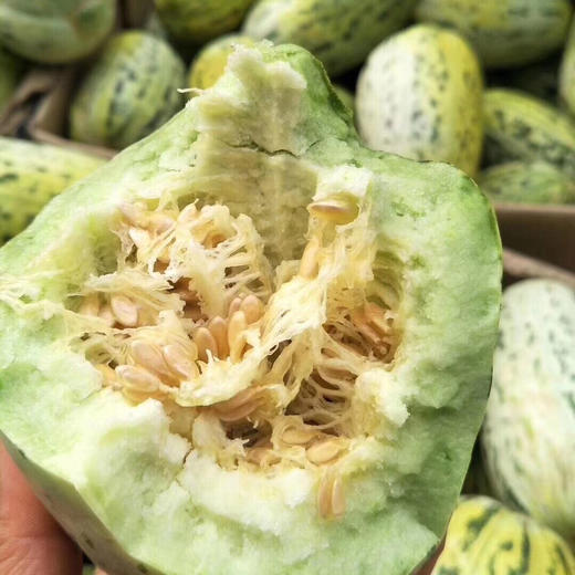 内蒙巴彦淖尔河套地区富硒虎皮脆香瓜758斤左右箱皮薄肉厚清脆爽口