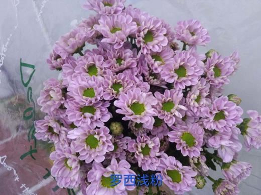 海盛HS多头小菊-罗西-浅粉-10枝/扎 商品图5