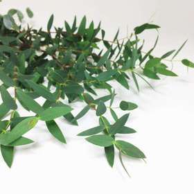 配叶-尤加利-细叶-扎