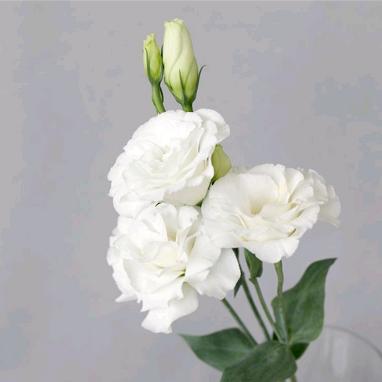 配花-云南龙胆（洋桔梗）-白色-0.8KG 商品图1