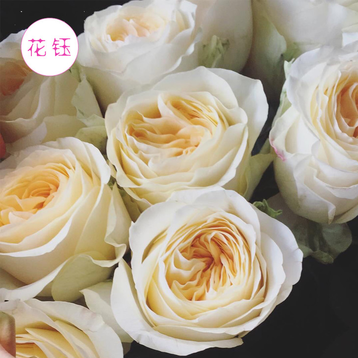 年宵花方德优质玫瑰系列暖玉暖玉挺难养开的喔打包会裁剪部分长度全国