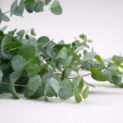 配叶-昆明-尤加利大叶多枝 商品图0