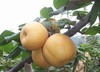 蜜梨（8斤） 商品缩略图0