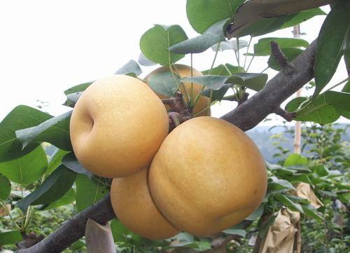 蜜梨（8斤） 商品图0