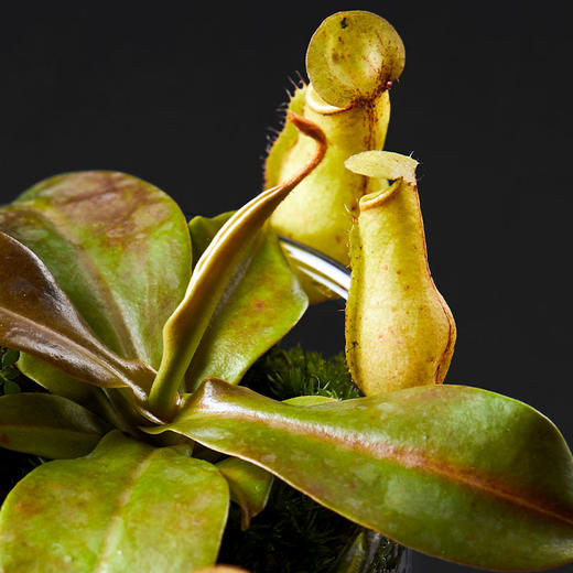 小瓶友·盖亚猪笼草【no.061】