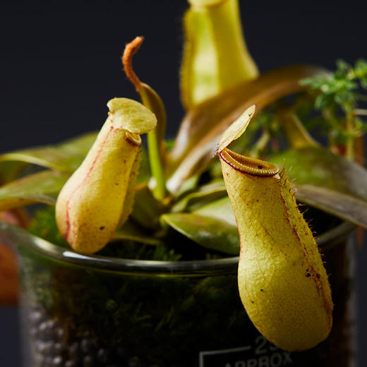 小瓶友·盖亚猪笼草【no.061】