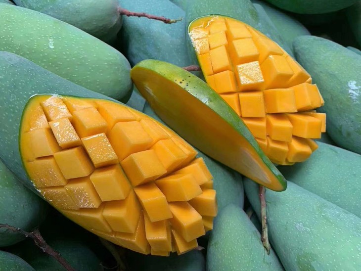 攀枝花果园直采金煌芒