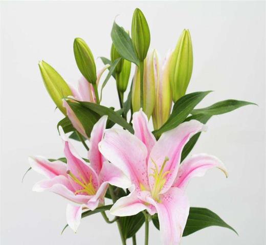 百合-索尔邦-多头-10枝/扎 商品图0