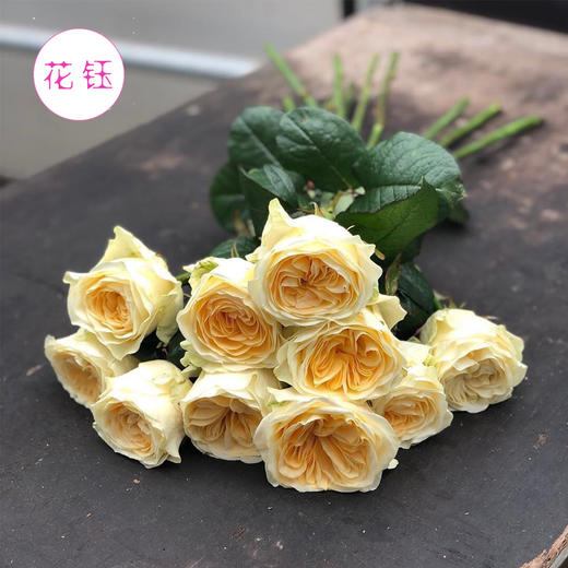 年宵花方德优质玫瑰系列暖玉暖玉挺难养开的喔打包会裁剪部分长度全国