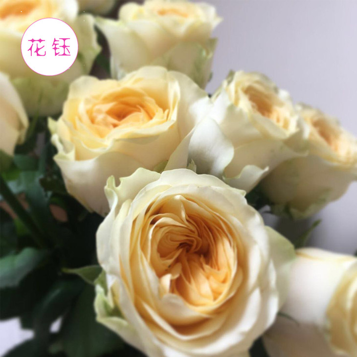 年宵花方德优质玫瑰系列暖玉暖玉挺难养开的喔打包会裁剪部分长度全国