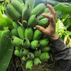 生态苹果粉蕉（备份） | 绿家自产 * Eco-apple banana | Self-production 商品缩略图4
