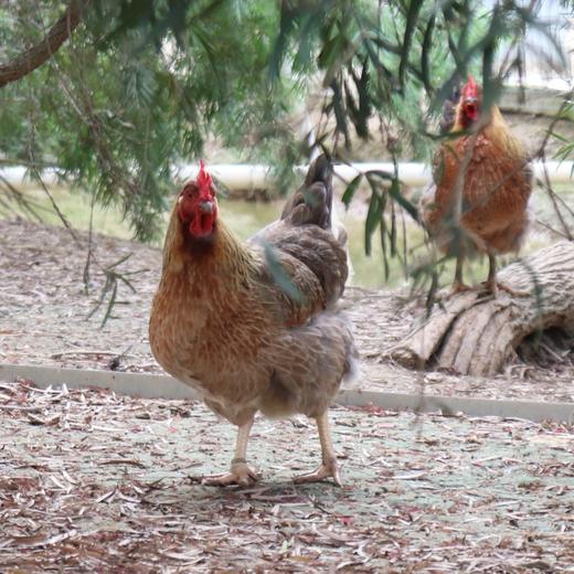 生态鸡份额（母鸡，客服打电话确认后发货）| 绿家自产* Eco- chicken shares | Self-production 商品图2